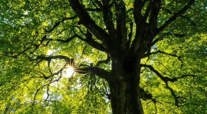 Deutsche Bank sets new sustainability benchmark with updated finance framework Deutsche Bank sets new sustainability benchmark with updated finance framework