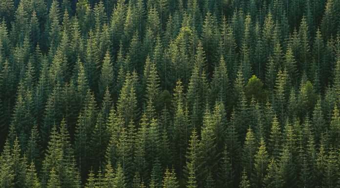 Unlocking business value through sustainability management software