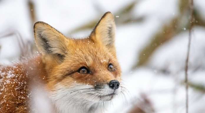 wefox strengthens executive team with Dominik Ulrich as CRO