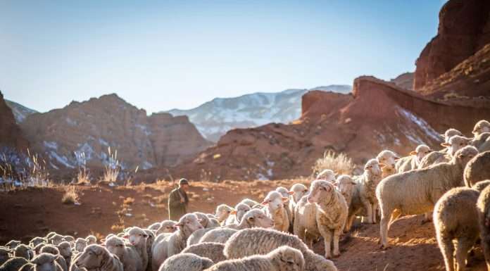 Shepherd has recently concluded a $13.5m Series A funding round and concurrently launched an innovative AI-powered offering known as Shepherd Compliance.