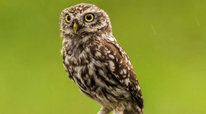 Nationwide is set to streamline its life underwriting process through a groundbreaking new partnership with DigitalOwl.