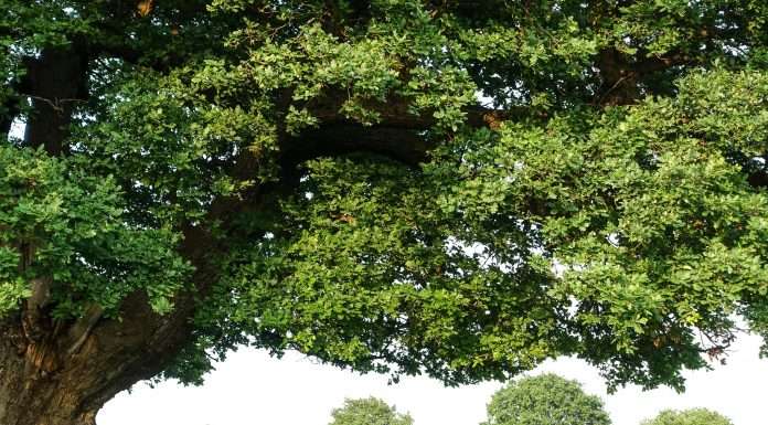 Europe sets the stage for green manufacturing revolution with net-zero industry act agreement