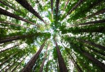 Navigating the new climate disclosure rule: A guide for SEC registrants