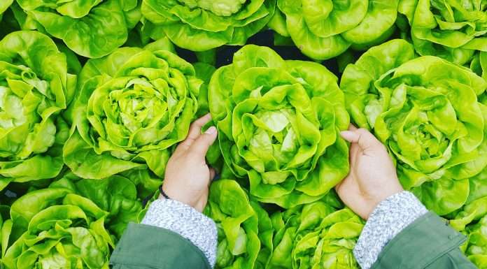 Lettuce Financial secures $6m to revolutionise accounting for solopreneurs