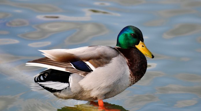 Duck Creek Technologies, a leading provider of intelligent solutions for property and casualty (P&C) and general insurance, has launched Duck Creek Payments in the North American market.