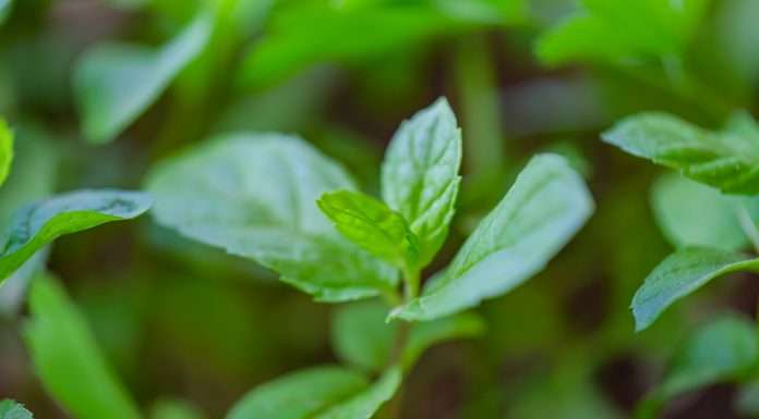 Peppermint Innovation secures A$1.1m for AI and customer experience advancements