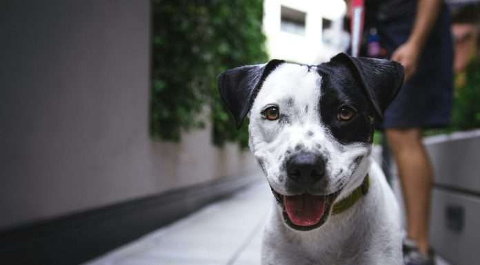 MetLife Pet Insurance partners with AAWA to enhance pet care accessibility MetLife Pet Insurance, a leading provider of pet insurance services, has announced its collaboration with the Association of Animal Welfare Advancement (AAWA).