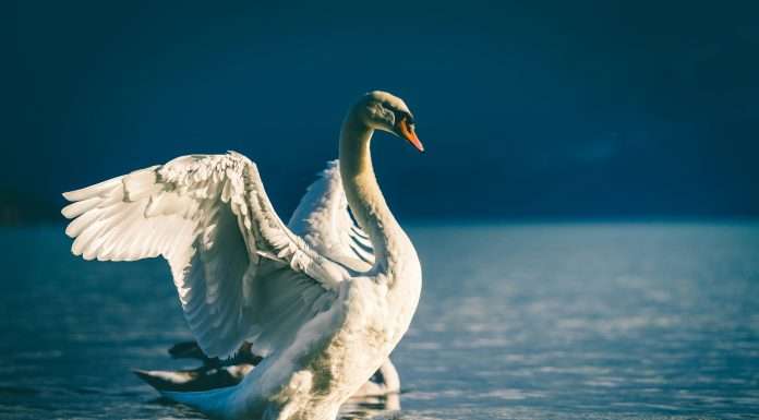 Swan
