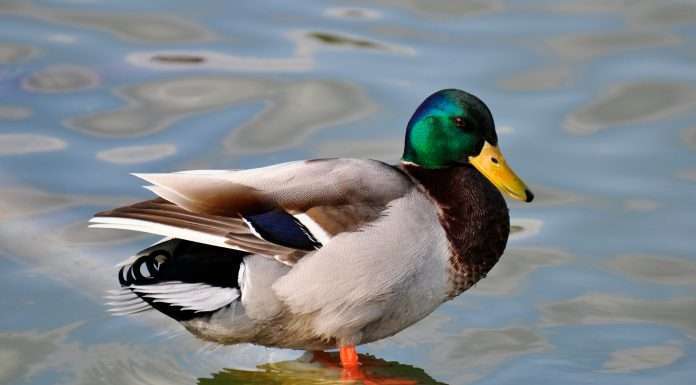 Duck Creek Technologies announces new CMO Duck Creek Technologies, the intelligent solutions provider defining the future of property and casualty (P&C) and general insurance, has appointed Bindu Crandall as Chief Marketing Officer (CMO).