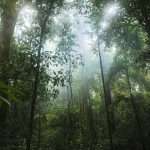 Rainforest raises $20m to boost software platform payments