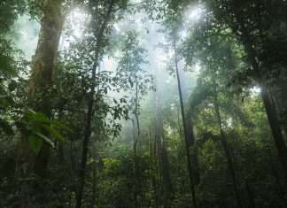 Rainforest raises $20m to boost software platform payments