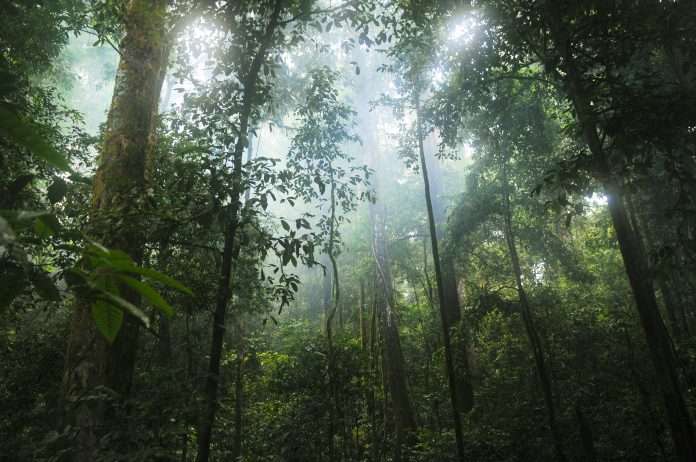 Rainforest raises $20m to boost software platform payments