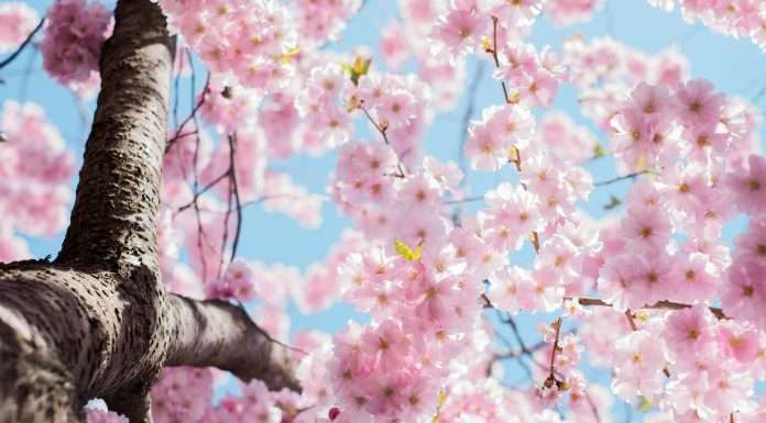 Global reinsurer MAPFRE RE, known for its robust presence in the insurance and reinsurance industry, has announced the appointment of Alberto Estevez Allegue as chief representative officer of its representative office in Tokyo, Japan.