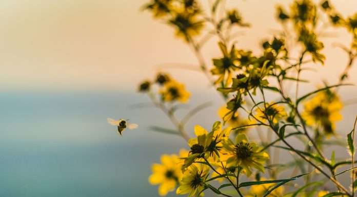 PensionBee Group plc, a prominent online pension provider, has announced the launch of its operations in the United States, the world's largest Defined Contribution pension market.