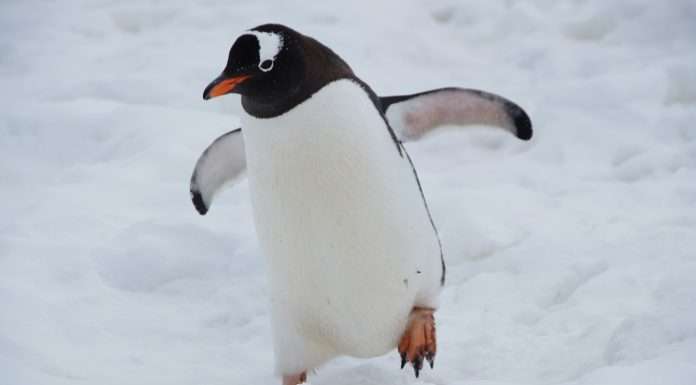 Digital solution platform, Bold Penguin, has announced a strategic partnership with RT Specialty, a leading wholesale distributor of commercial excess and surplus (E&S) insurance products and services.