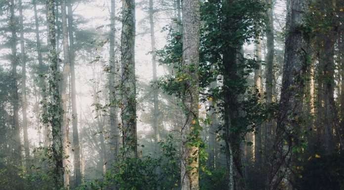 How AI enhances ESG analysis for sustainable decision-making