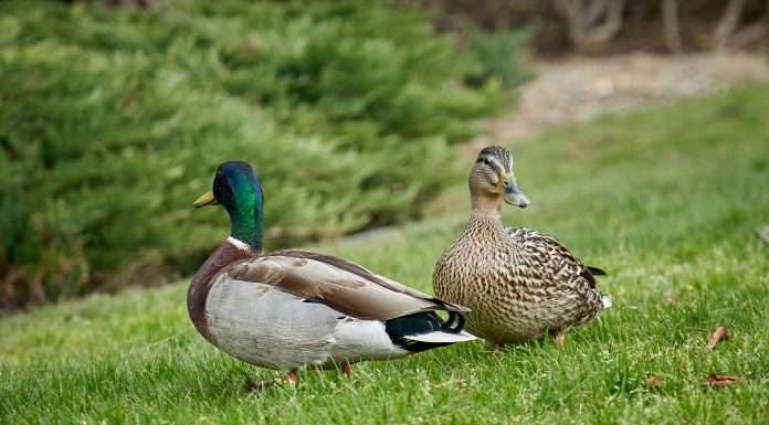 Charlee.ai, a provider of AI-based predictive analytic solutions, has announced a strategic partnership with Duck Creek Technology to enhance the claims management process.