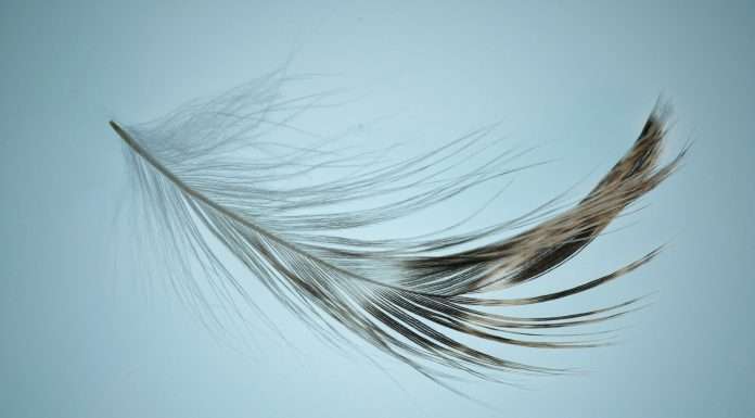 Feather bags €6m to enhance health insurance options for Europe’s expats German InsurTech startup Feather, which aims to simplify health insurance for expatriates, has successfully raised €6m.