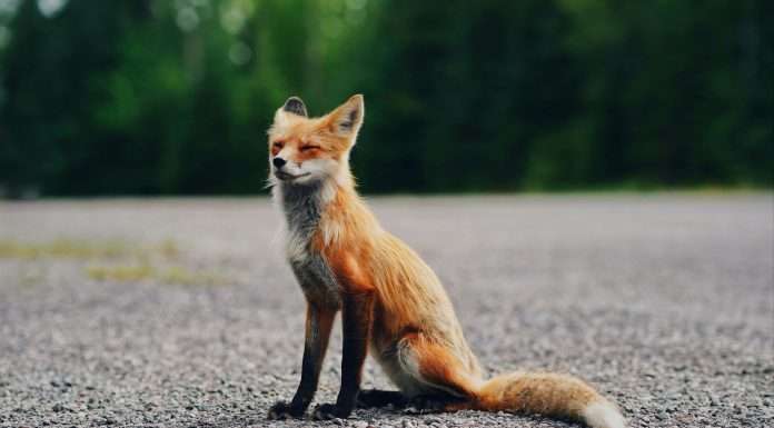 Wefox to replace CEO as board snubs sale proposal Wefox, the German insurance startup, is set to replace CEO Mark Hartigan by the end of the year.