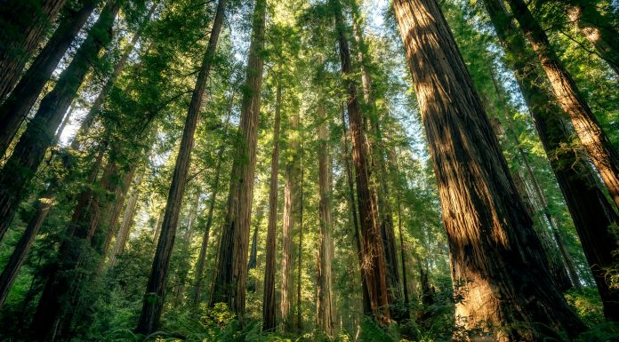 Endor Labs secures strategic investment from Citi Ventures to bolster software security Redwood National and State Parks