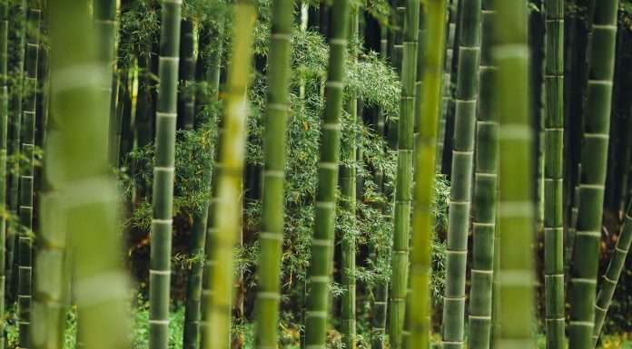 Phyn has announced a strategic partnership with Bamboo, a property and casualty insurance firm, as it looks to protect California homes from water-related damages.
