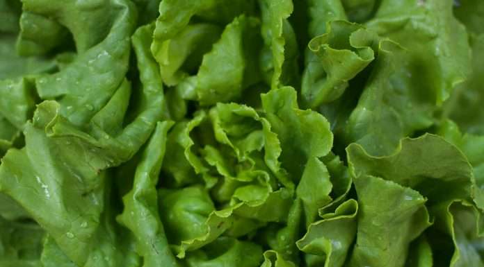 Lettuce Financial secures $15m in Series A to bolster solopreneur support