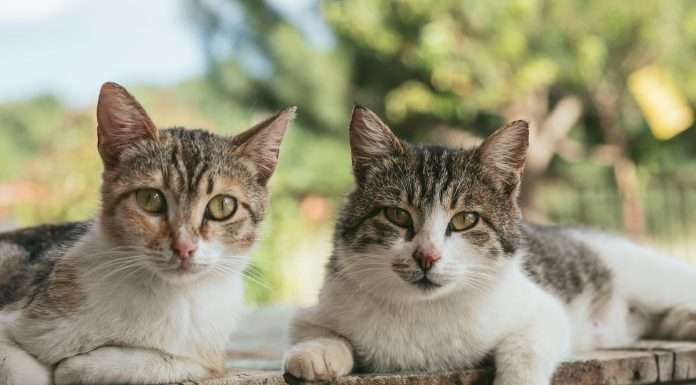 ThinCats lands £75m in mezzanine funding from CPP Investments