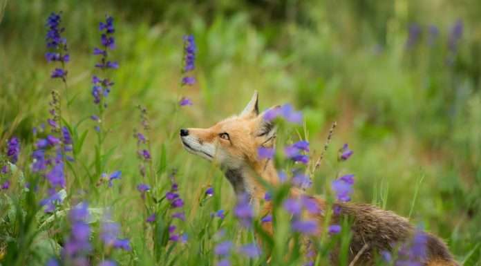 Cyan AG has joined forces with Wefox Austria, a SaaS platform that caters to insurance brokers, to launch a new cybersecurity and insurance offering.