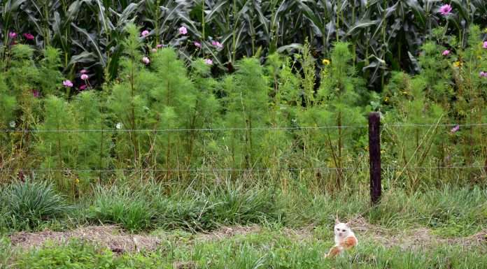 The Global Reporting Initiative (GRI) and the Taskforce on Nature-related Financial Disclosures (TNFD) have jointly introduced an interoperability mapping resource designed to align TNFD Disclosure Recommendations with GRI Standards.