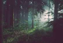 Mark Clayton joins Triodos Bank UK as COO to advance sustainable finance Triodos