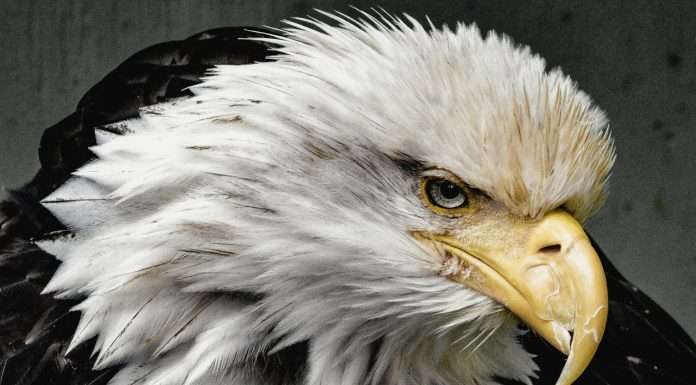 EagleView, a leading provider of aerial imagery and data solutions, has announced that insurance industry veteran Courtney Cooke will be joining the company as the new vice president of enterprise growth.