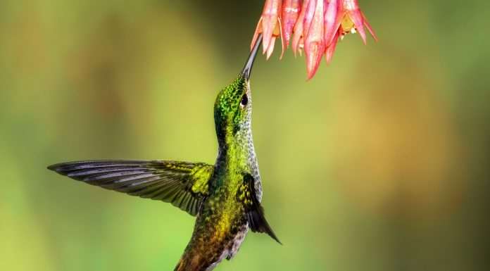 Hummingbird acquires LogicLoop: Revolutionizing risk management with advanced data integration