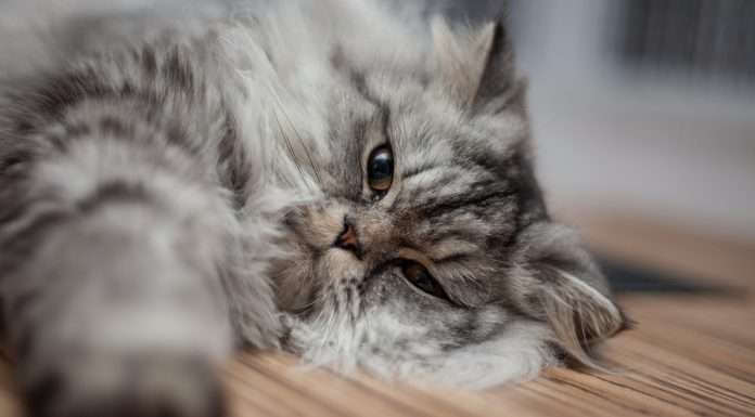 BuddyID and Pets Best unite to simplify pet health insurance BuddyID® has announced a strategic partnership with Pets Best to simplify the process of securing pet insurance.