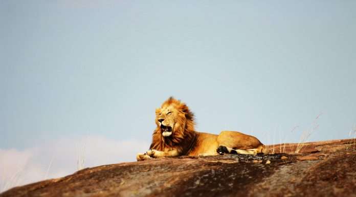 MoneyLion and Nova Credit forge strategic partnership to enhance credit underwriting MoneyLion and Nova Credit forge strategic partnership to enhance credit underwriting