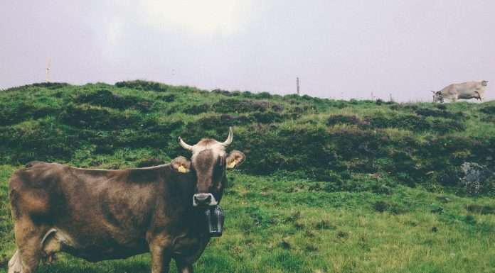 Cowbell, a leading provider of cyber insurance for small and medium-sized enterprises (SMEs) and middle-market businesses, has expanded its capacity to underwrite companies with annual revenues of up to $1bn.