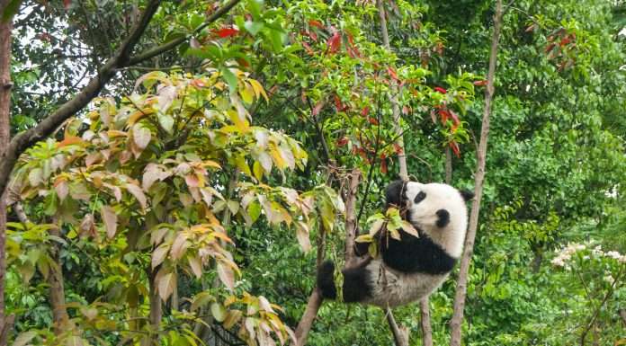 WWF