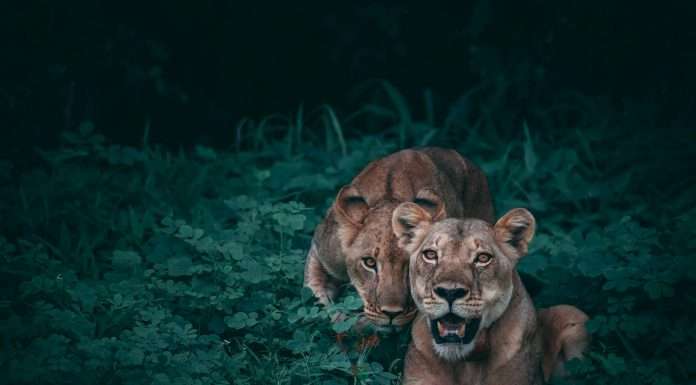 WWF