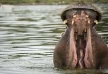 Hippo expands homebuilder access to New Homes Program in key states Hippo, a home insurance group focused on proactive home protection, has announced the expansion of its New Homes Program to home builders in California, Florida, and Texas.