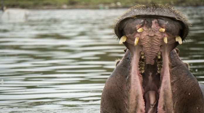 Hippo, a home insurance group focused on proactive home protection, has announced the expansion of its New Homes Program to home builders in California, Florida, and Texas.