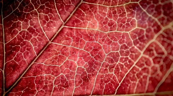 Herald, a trailblazer in digital insurance infrastructure, has just secured $12m Series A funding round co-led by Lightspeed Venture Partners and Brewer Lane Ventures, with additional participation from Afore Capital and Underscore Venture Capital.