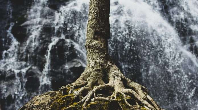 Root Inc refinances $200m term loan facility with BlackRock to boost financial flexibility