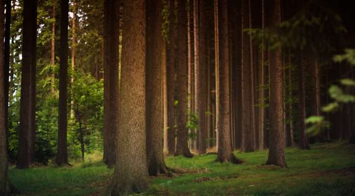 Artio secures funding to pioneer insurance for early carbon credits