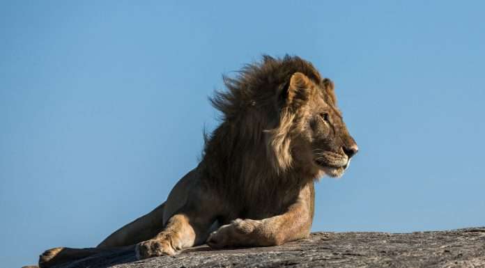 MoneyLion reduces cost of capital with $70m refinancing from Silicon Valley Bank MoneyLion reduces cost of capital with $70m refinancing from Silicon Valley Bank