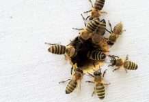 InsurTech firm The Helper Bees lands $35m to enhance at-home care solutions