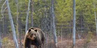 Climate FinTech Bees & Bears secures €500m to advance household energy transition Climate FinTech Bees & Bears secures €500m to advance household energy transition