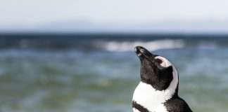 Bold Penguin, a leading commercial insurance distribution platform, has appointed Peter Settel as its new chief executive officer (CEO) and president.