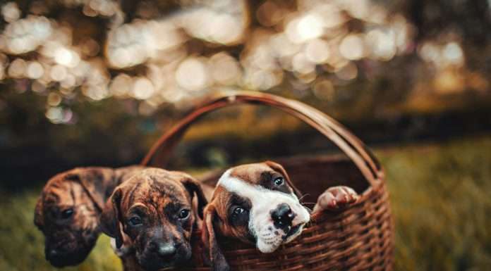 Award-winning pet insurance provider ManyPets, known for its innovative approach to InsurTech, has appointed Shane Larkin as its new chief marketing officer (CMO).