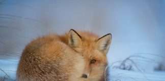 European InsurTech leader Wefox closes €170m refinancing deal Wefox, a European insurance company, is reportedly finalising a €170m (£141m) financing package led by private equity firm Searchlight Capital Partners, according to Sky News.