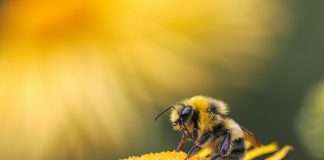 PensionBee partners with ClearScore to simplify pension management PensionBee partners with ClearScore to simplify pension management