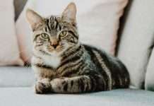 Tabby lands $160m funding to accelerate financial services growth in MENA